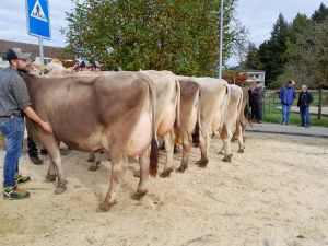 Schneuter ltere Nello Nenavon Studhalter Beat Fondlenhhe Horw